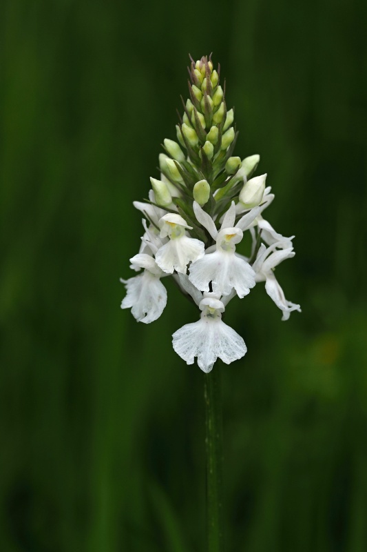 Prstnatec plamatý Soóův (Dactylorhiza maculata Soó subsp. soóana)