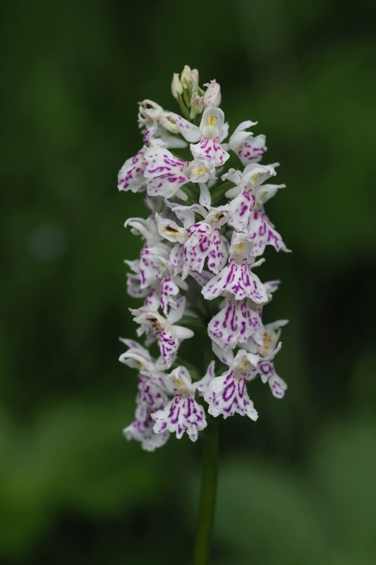 Prstnatec plamatý Soóův (Dactylorhiza maculata Soó subsp. soóana)