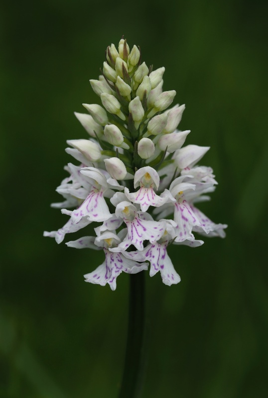 Prstnatec plamatý Soóův (Dactylorhiza maculata Soó subsp. soóana)