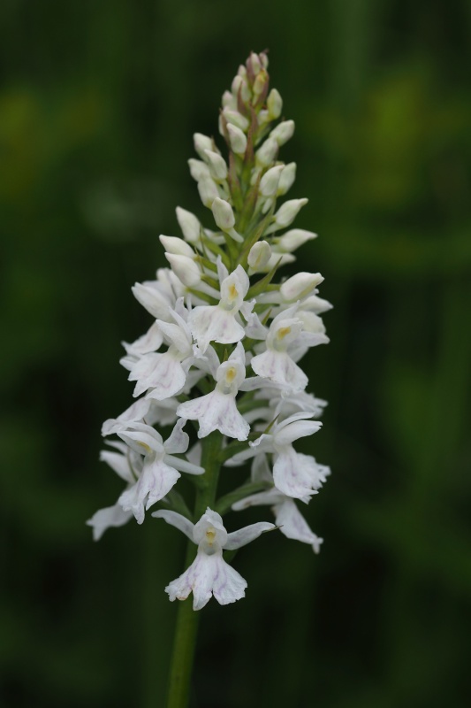 Prstnatec plamatý Soóův (Dactylorhiza maculata Soó subsp. soóana)