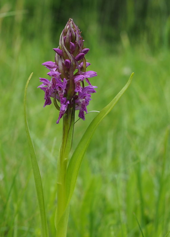 Prstnatec pleťový (Dactylorhiza Incarnata)