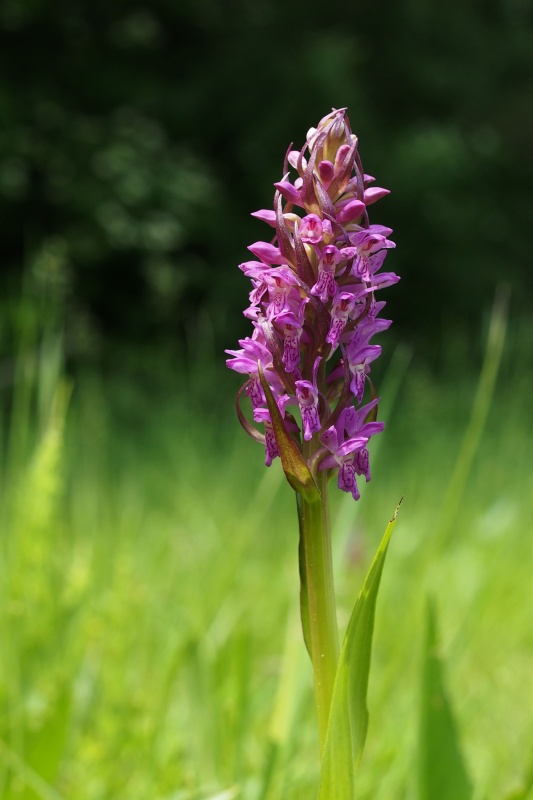 Prstnatec pleťový (Dactylorhiza Incarnata) 
