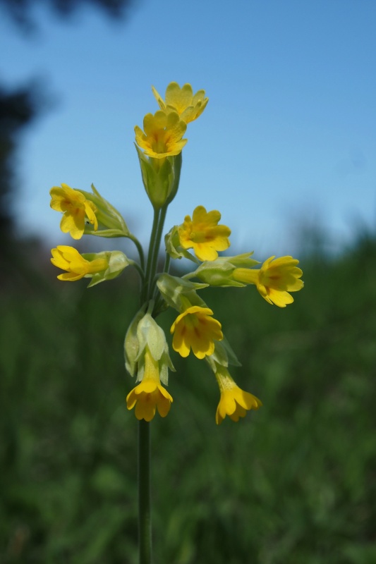 Prvosenka jarní (Primula veris)