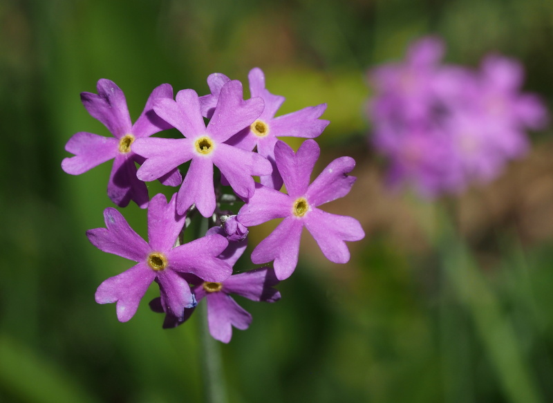 Prvosenka pomoučená (Primula farinosa)