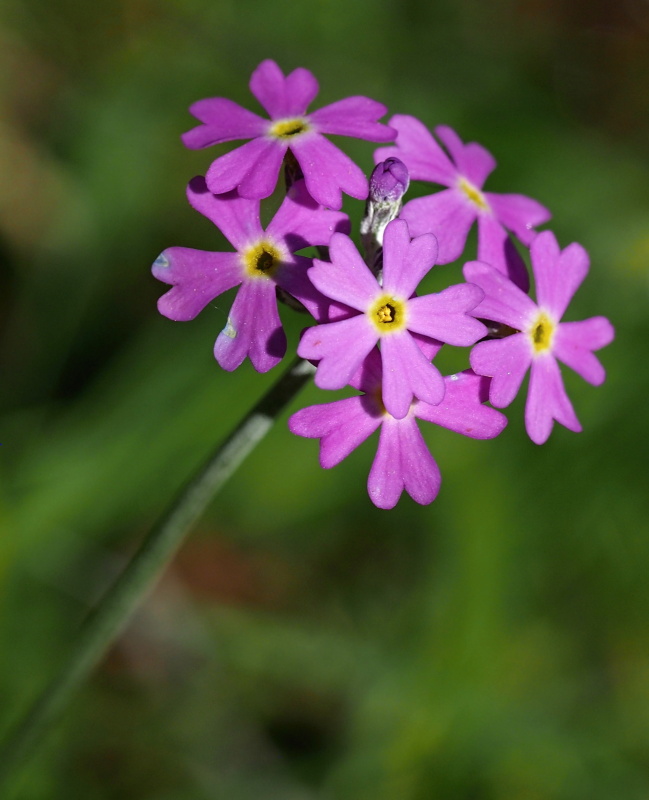 Prvosenka pomoučená (Primula farinosa)