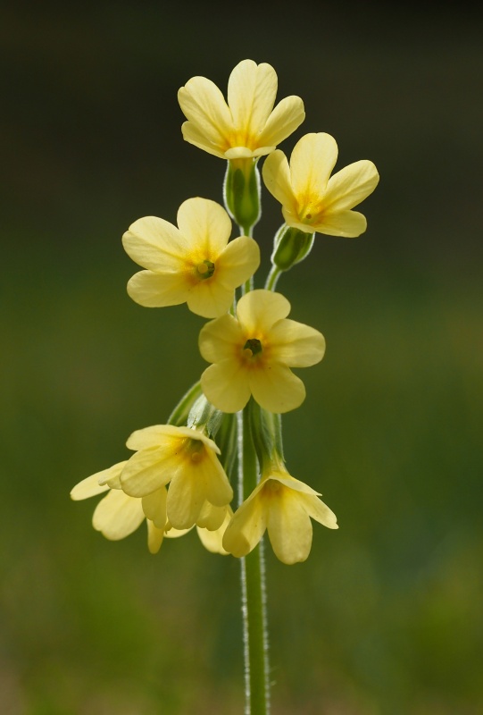 Prvosenka vyšší (Primula elatior)