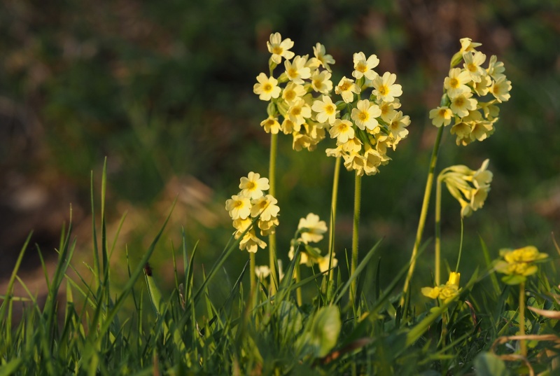 Prvosenka vyšší (Primula elatior)