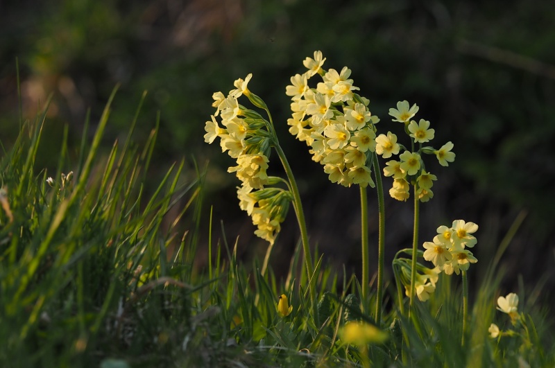 Prvosenka vyšší (Primula elatior)