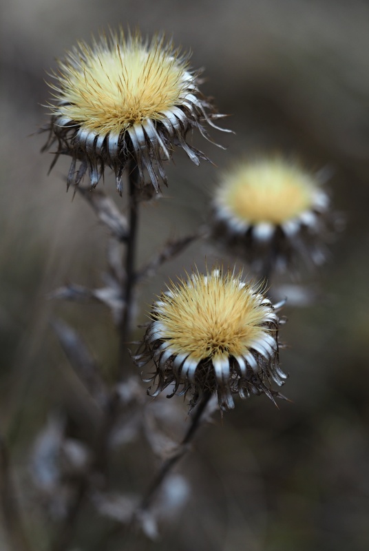 Pupava obecná (Carlina vulgaris)