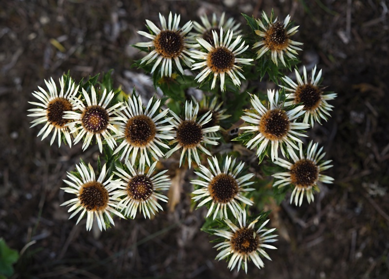 Pupava obecná (Carlina vulgaris)