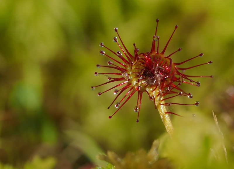 Rosnatka okrouhlolistá (Drosera rotundifolia)