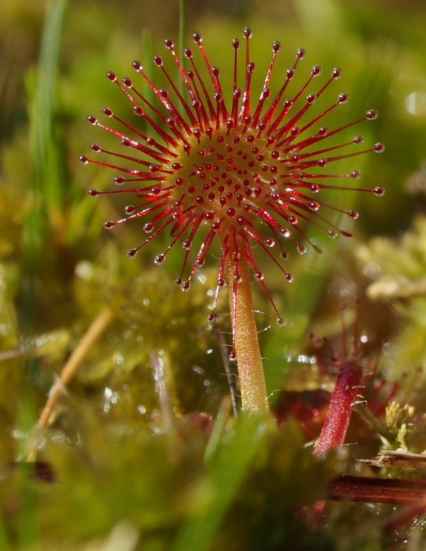 Rosnatka okrouhlolistá (Drosera rotundifolia)