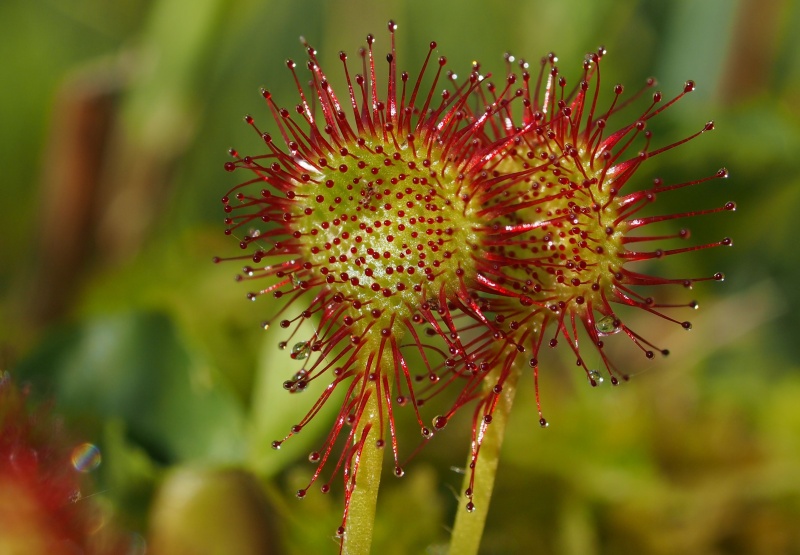 Rosnatka okrouhlolistá (Drosera rotundifolia)