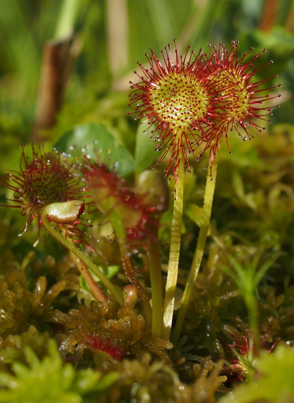 Rosnatka okrouhlolistá (Drosera rotundifolia)