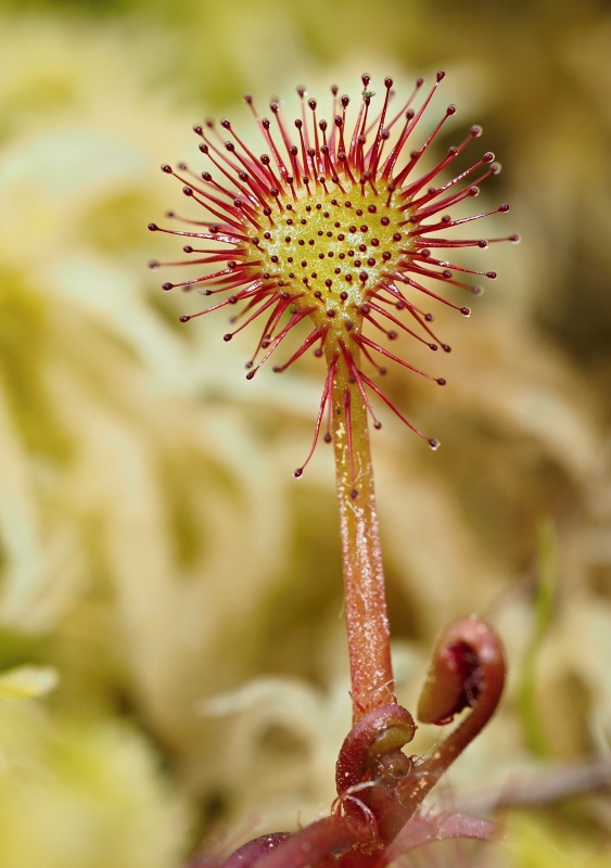 Rosnatka okrouhlolistá (Drosera rotundifolia)
