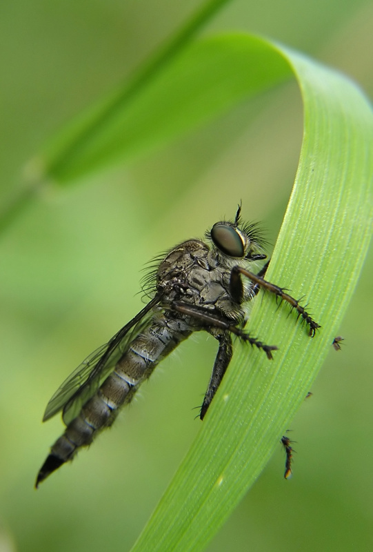 Roupec (Asilidae sp.)