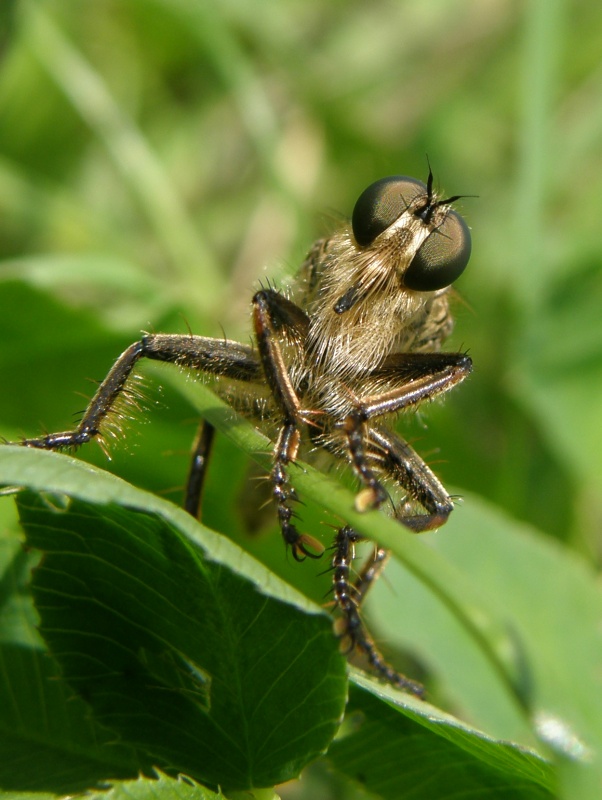 Roupec (Asilidae sp.)