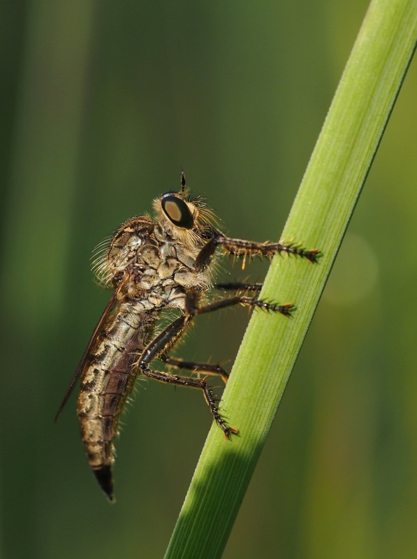 Roupec (Asilidae sp.)