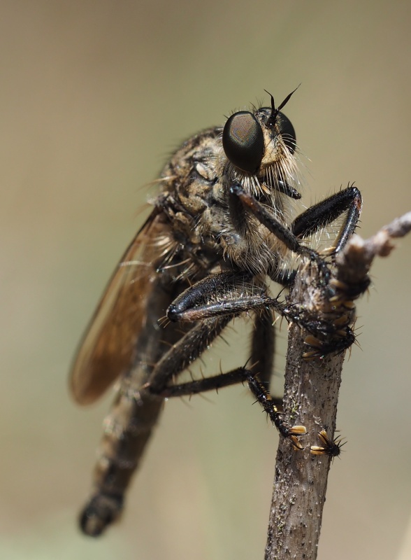 Roupec (Asilidae sp.)