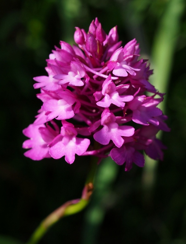 Rudohlávek jehlancovitý (Anacamptis pyramidalis)