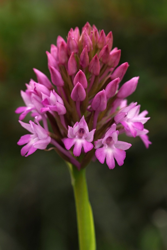 Rudohlávek jehlancovitý (Anacamptis pyramidalis)