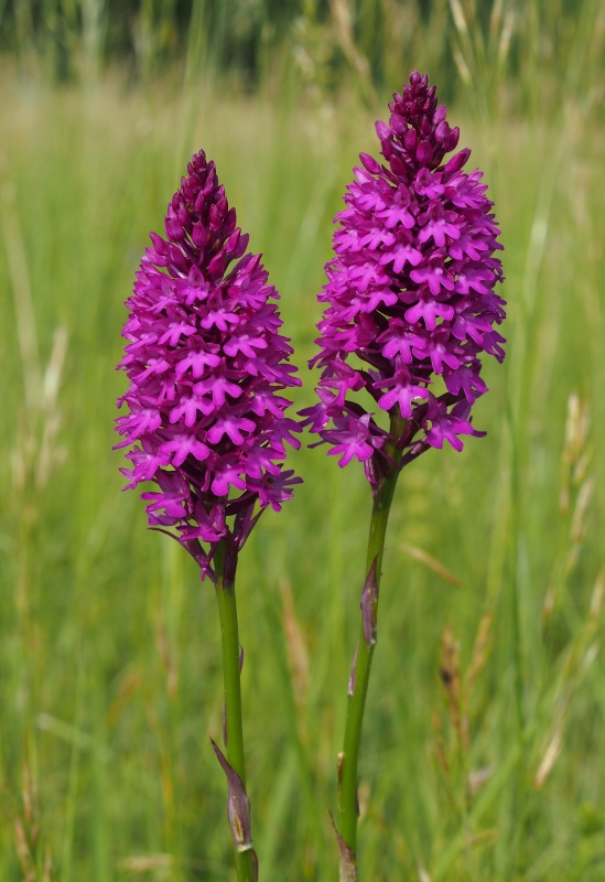 Rudohlávek jehlancovitý (Anacamptis pyramidalis)