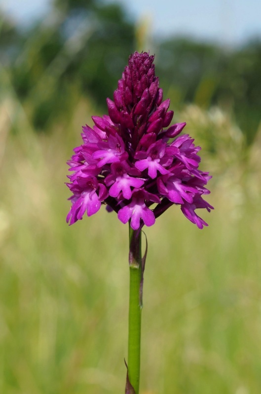Rudohlávek jehlancovitý (Anacamptis pyramidalis)