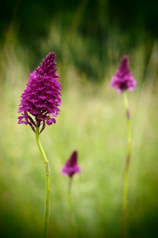 Rudohlávek jehlancovitý (Anacamptis pyramidalis)