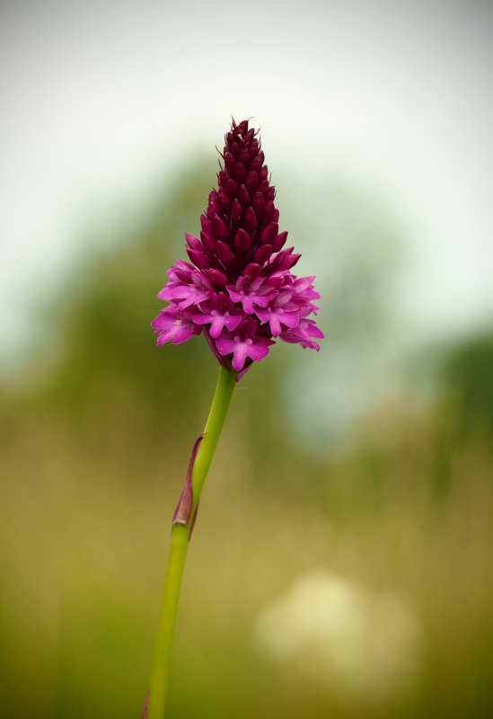 Rudohlávek jehlancovitý (Anacamptis pyramidalis)