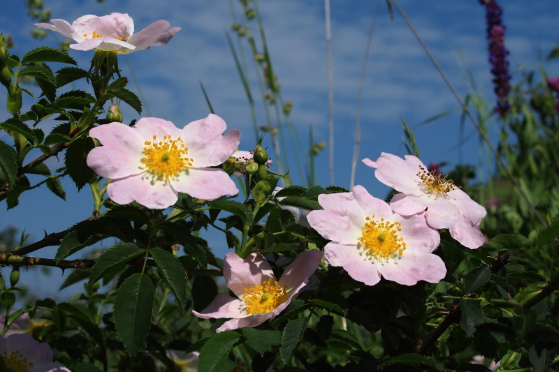 Růže šípková (Rosa canina)