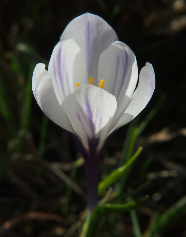 Šafrán bělokvětý (Crocus albiflorus)