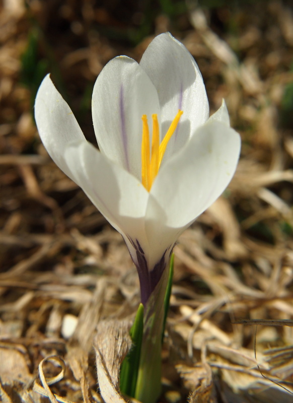 Šafrán bělokvětý (Crocus albiflorus)