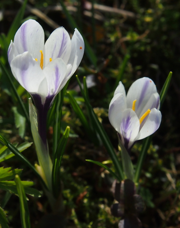 Šafrán bělokvětý (Crocus albiflorus)