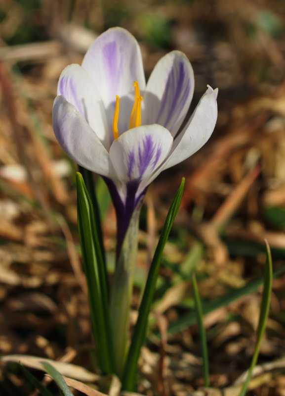 Šafrán bělokvětý (Crocus albiflorus)