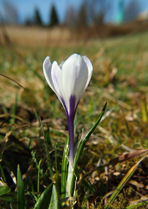 Šafrán bělokvětý (Crocus albiflorus)