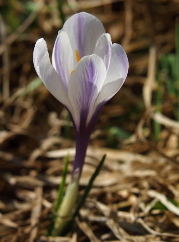 Šafrán bělokvětý (Crocus albiflorus)
