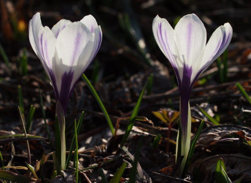Šafrán bělokvětý (Crocus albiflorus)