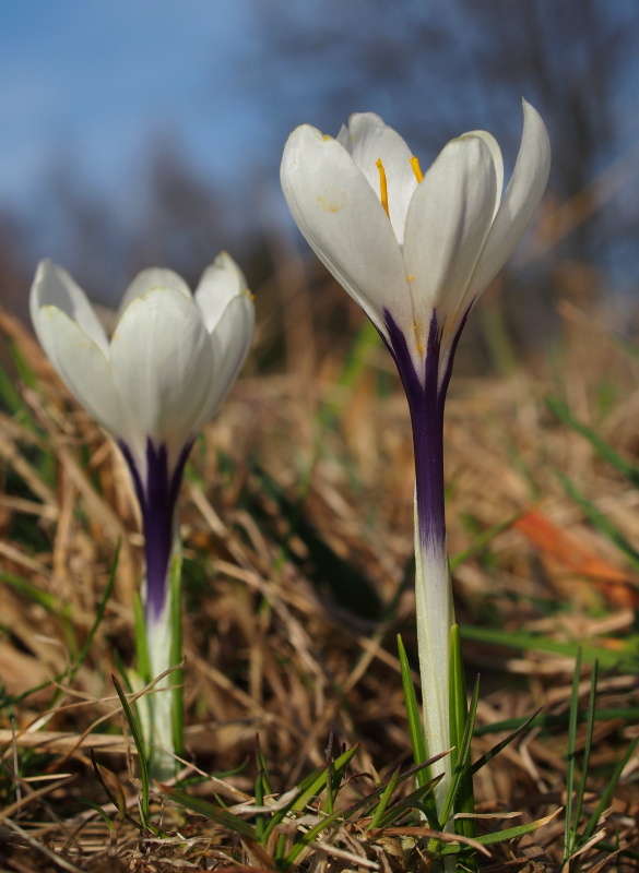 Šafrán bělokvětý (Crocus albiflorus)