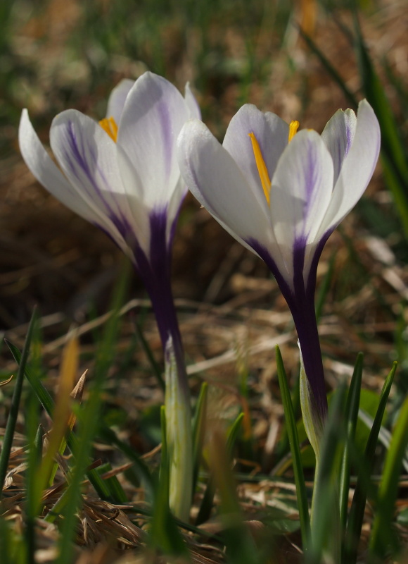 Šafrán bělokvětý (Crocus albiflorus)