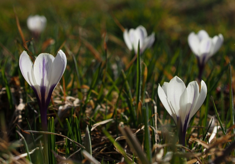 Šafrán bělokvětý (Crocus albiflorus)