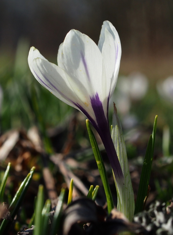 Šafrán bělokvětý (Crocus albiflorus)