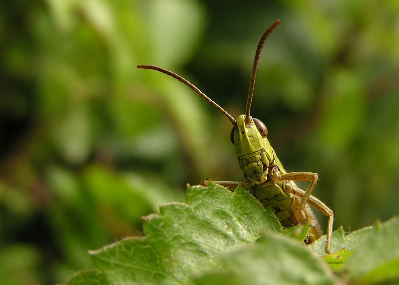 Saranče obecná (Chorthippus parallelus)