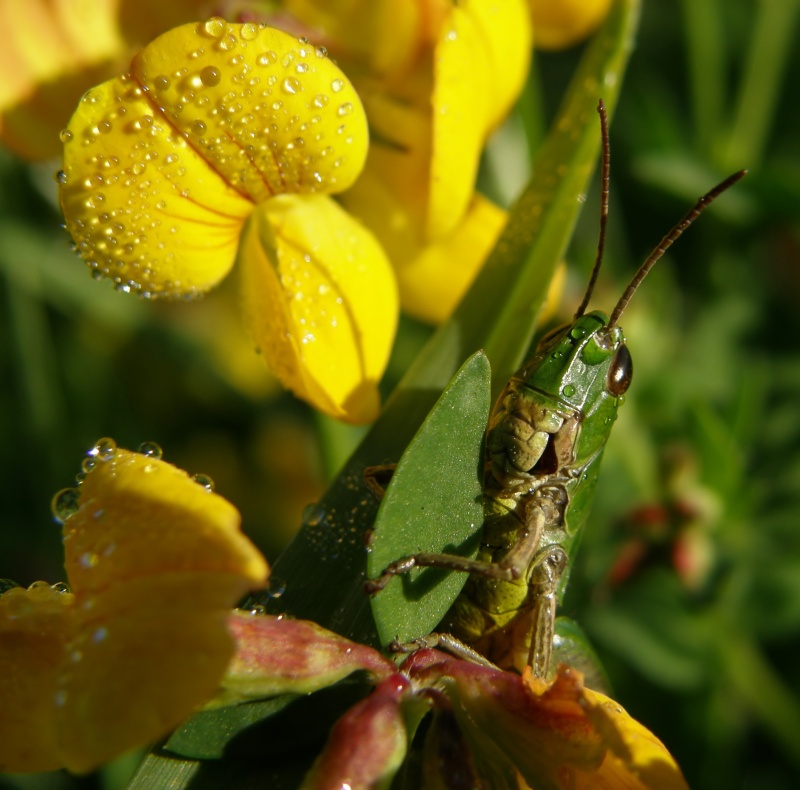 Saranče obecná (Chorthippus parallelus)