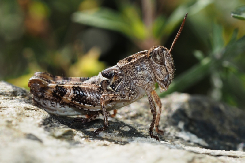 Saranče vlašská (Calliptamus italicus)