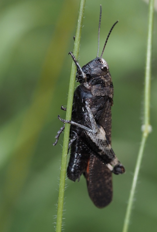 Saranče vrzavá (Psophus stridulus)