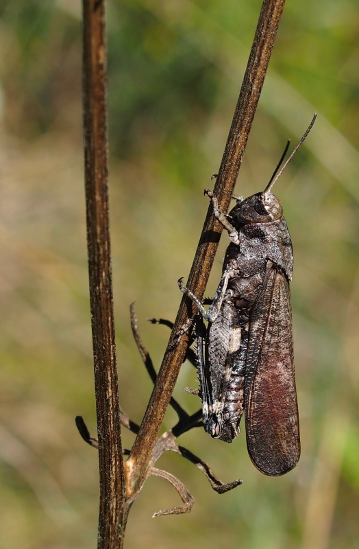 Saranče vrzavá (Psophus stridulus)