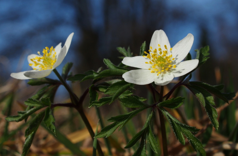 Sasanka hajní (Anemone nemorosa)