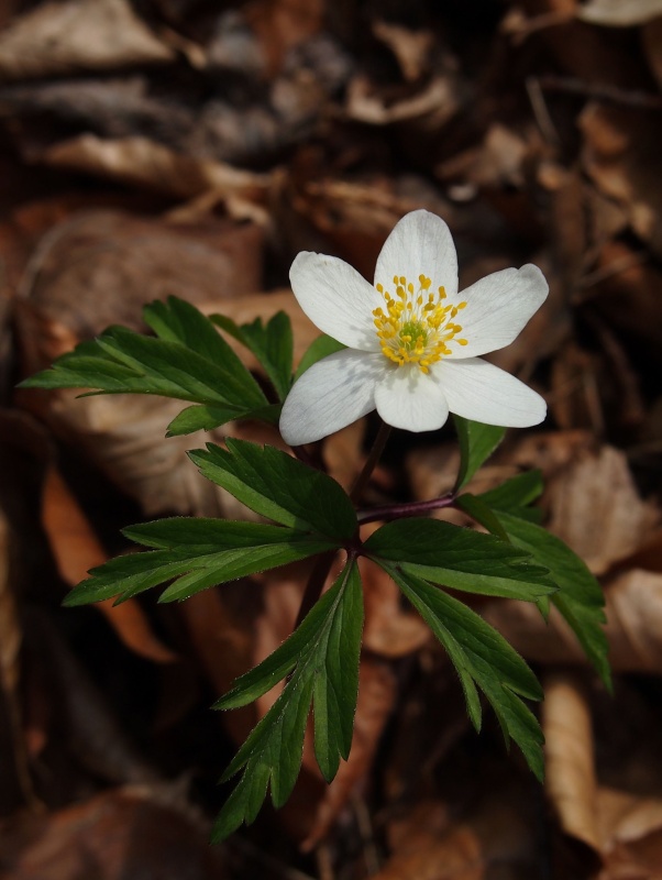 Sasanka hajní (Anemone nemorosa)