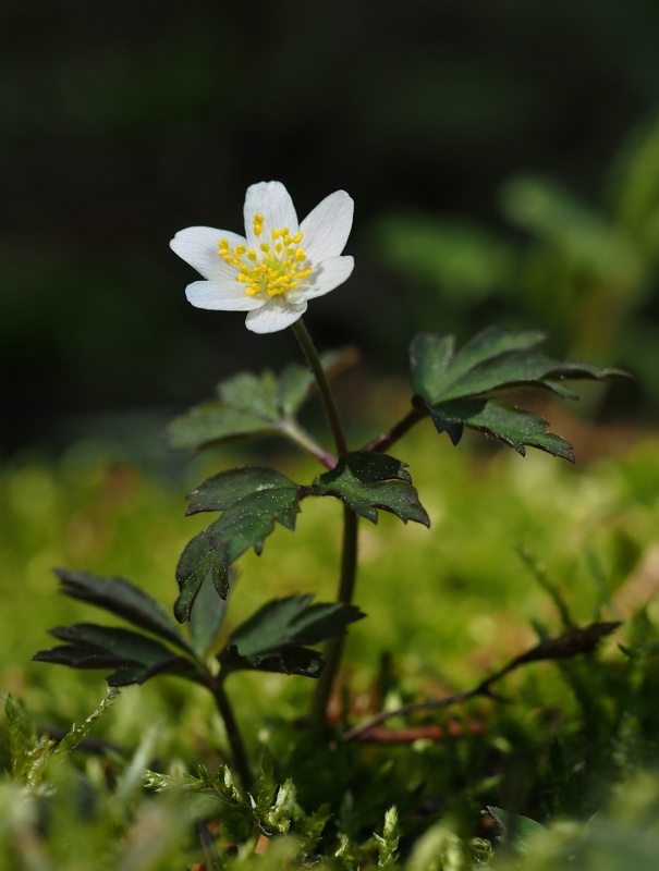 Sasanka hajní (Anemone nemorosa)