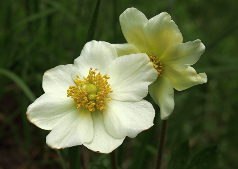 Sasanka lesní (Anemone sylvestris)